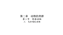 七年级上册（2024）鸟和哺乳动物教学课件ppt