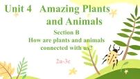 初中英语人教版（2024）八年级上册（2024）Unit 4 Amazing Plants and Animals Section B示范课ppt课件