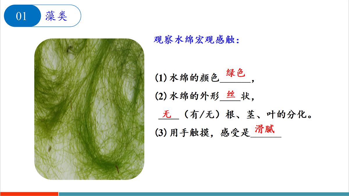 第7章 藻类与植物类群(复习课件)第3页