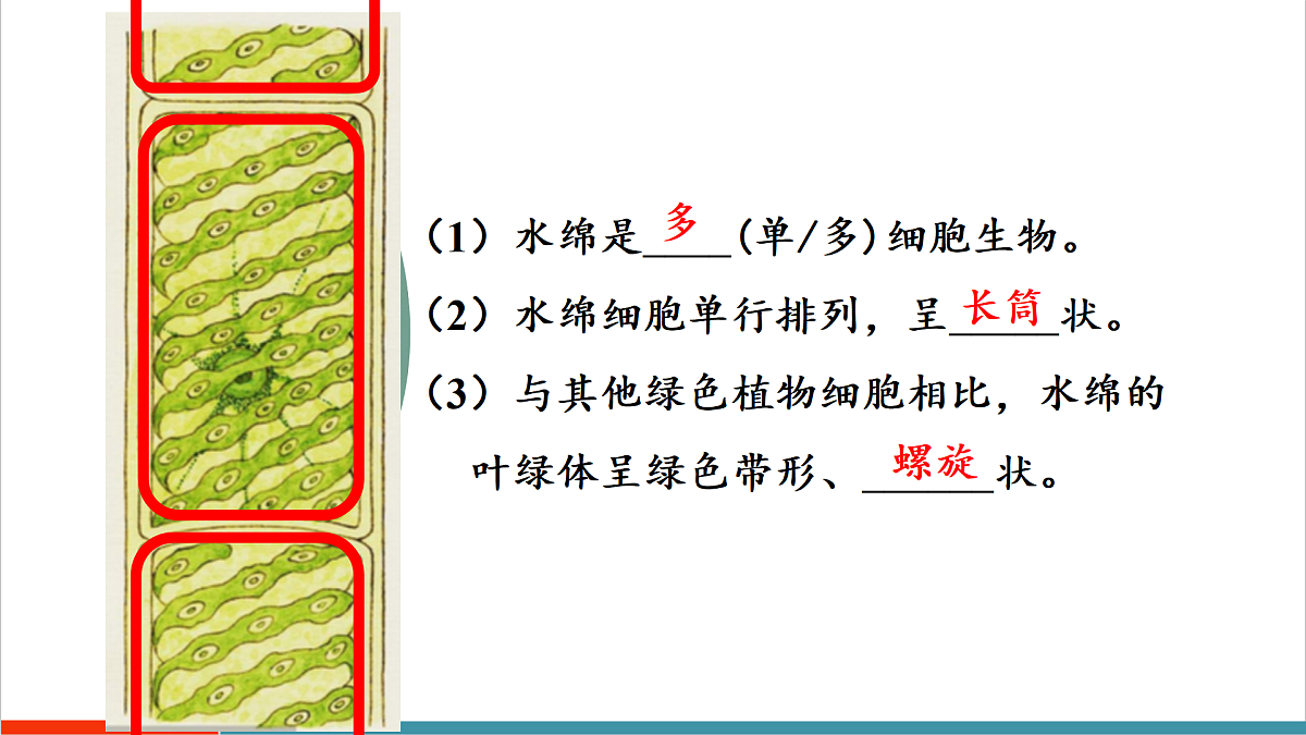 第7章 藻类与植物类群(复习课件)第4页