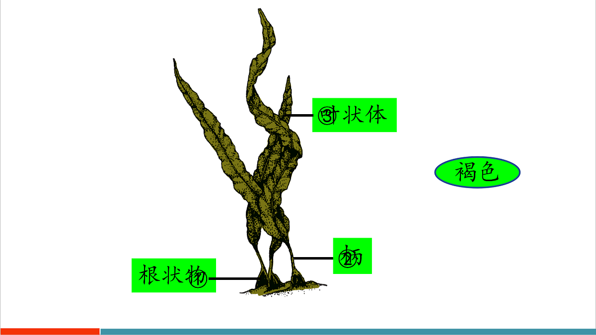第7章 藻类与植物类群(复习课件)第5页