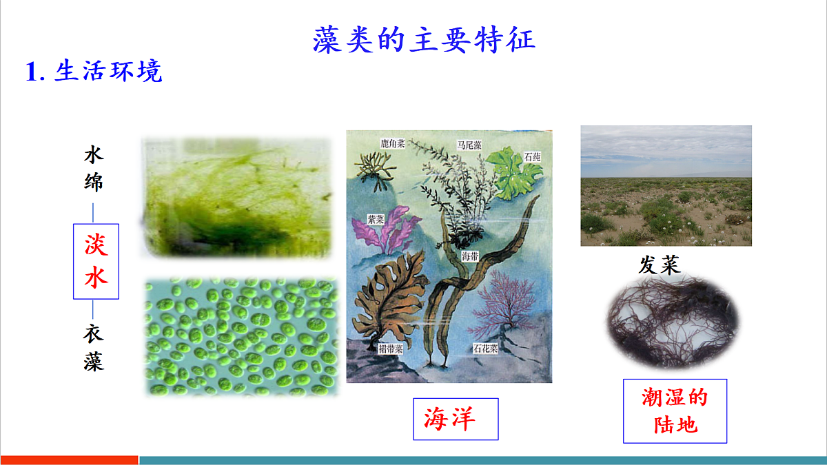 第7章 藻类与植物类群(复习课件)第6页