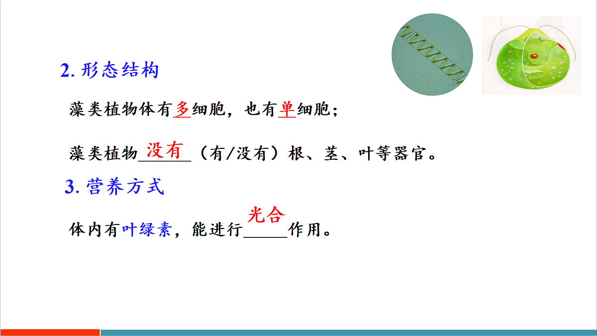 第7章 藻类与植物类群(复习课件)第7页