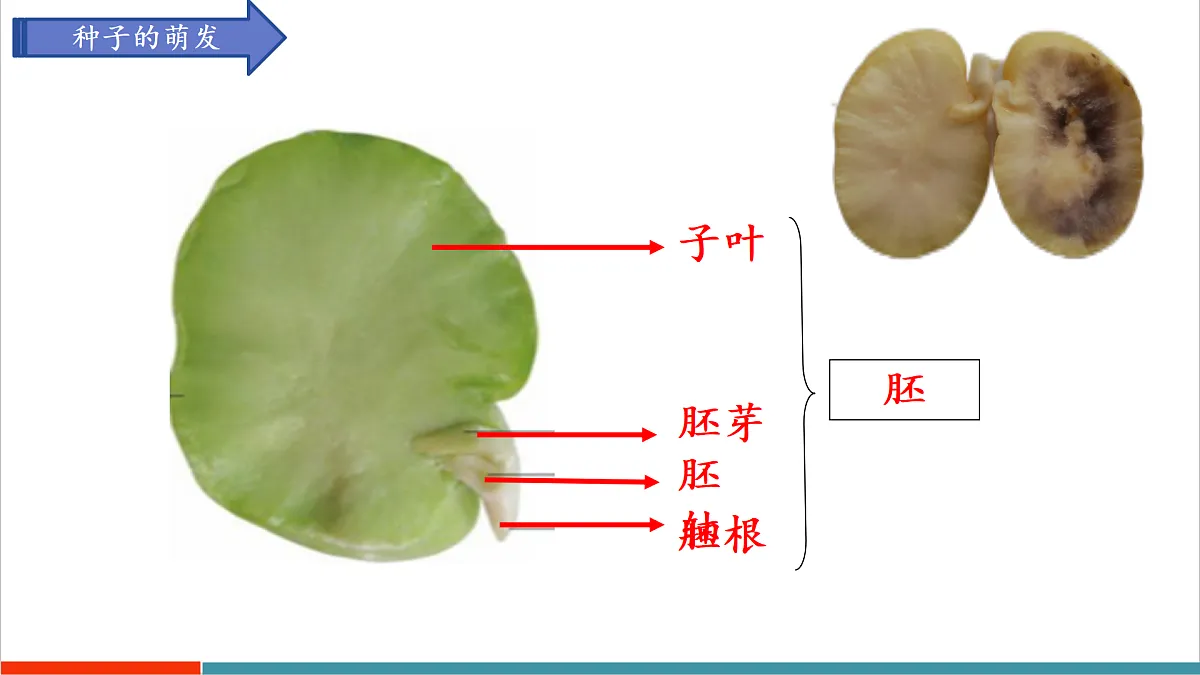第11章 植物的生命周期(复习课件)第3页