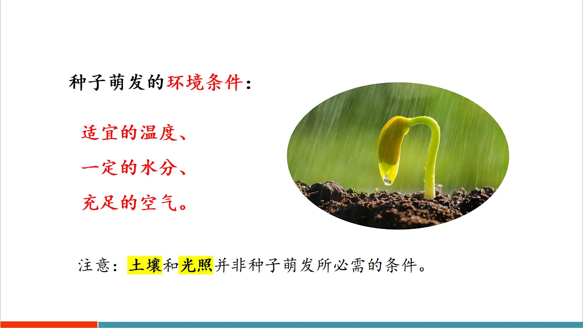 第11章 植物的生命周期(复习课件)第5页