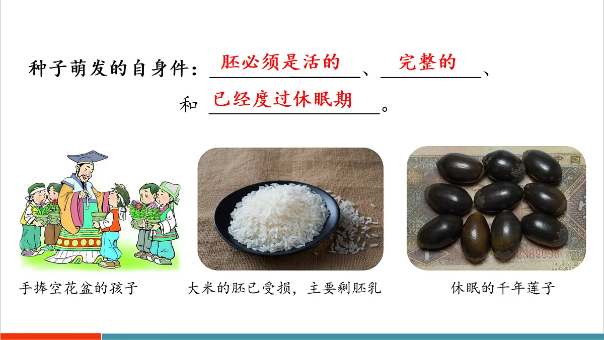 第11章 植物的生命周期(复习课件)第6页