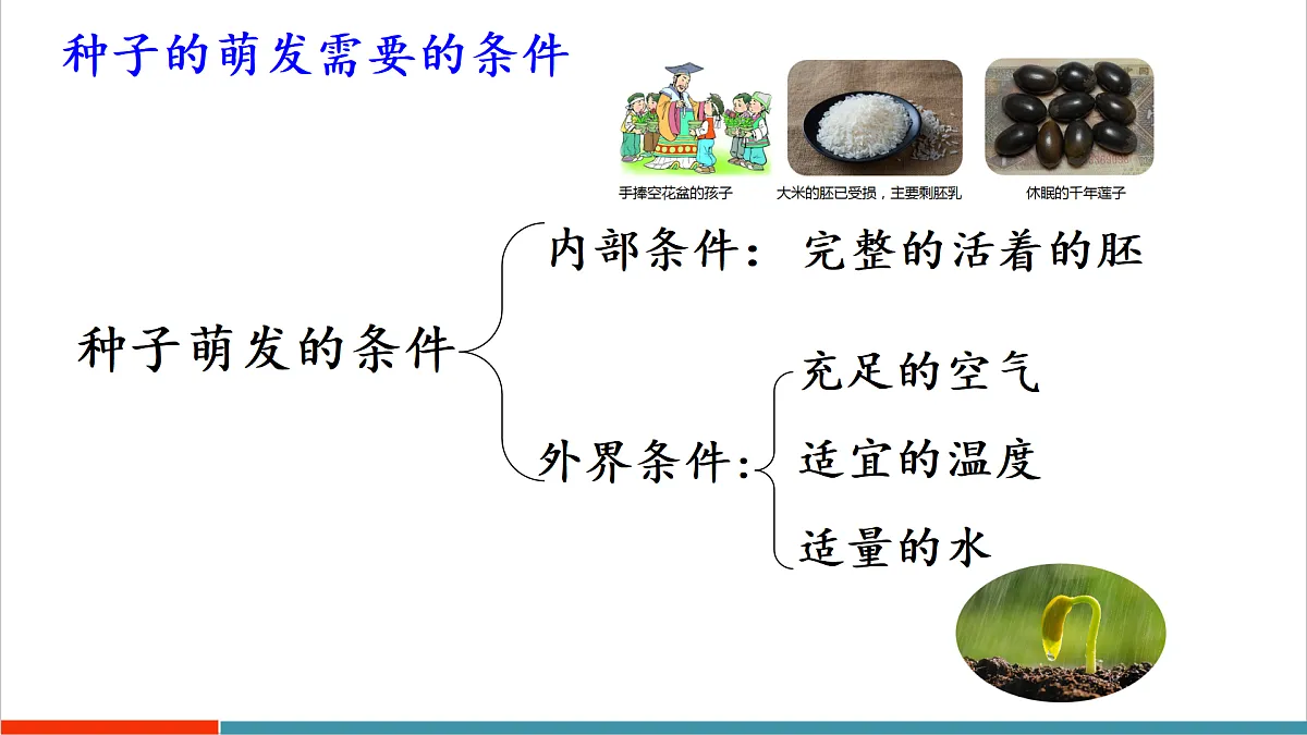 第11章 植物的生命周期(复习课件)第7页