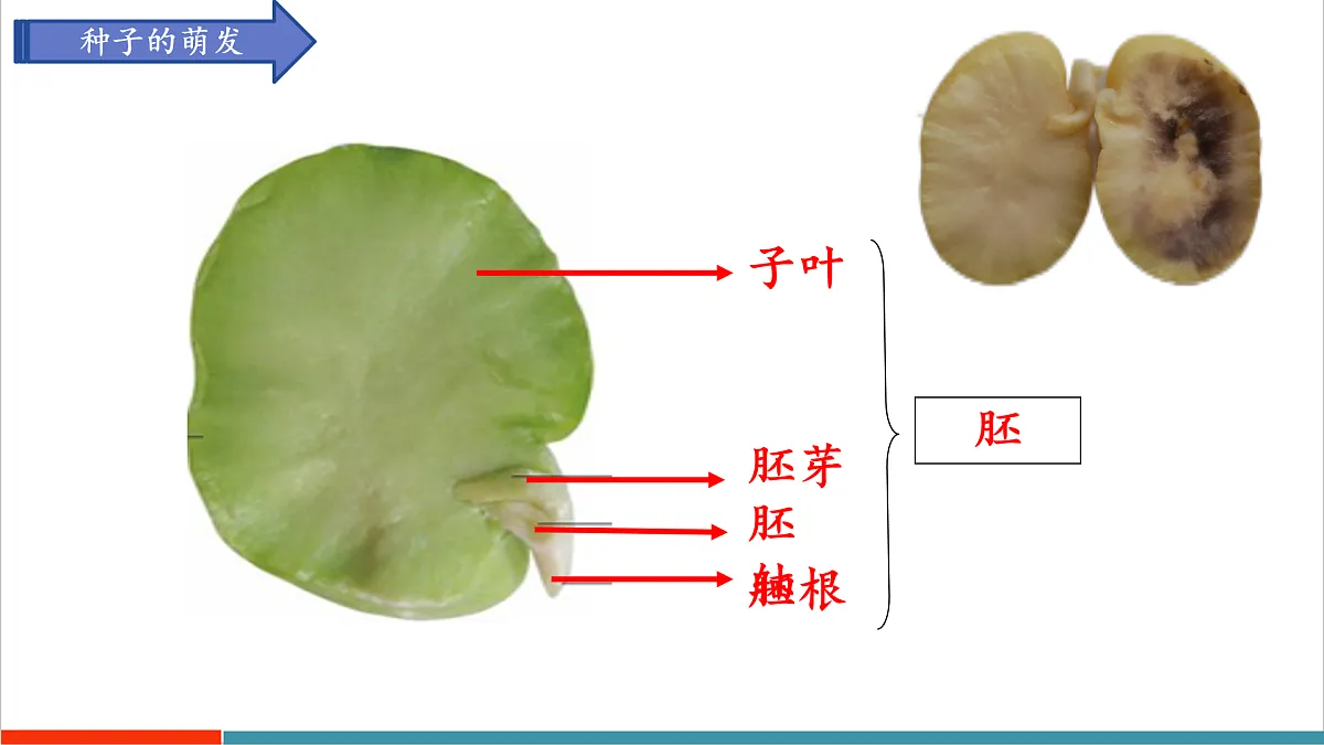 第11章 植物的生命周期(复习课件)第3页