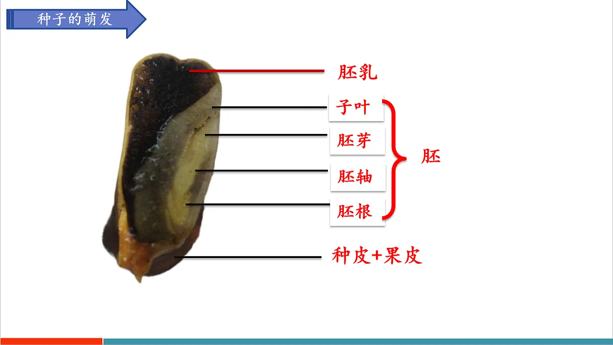 第11章 植物的生命周期(复习课件)第4页