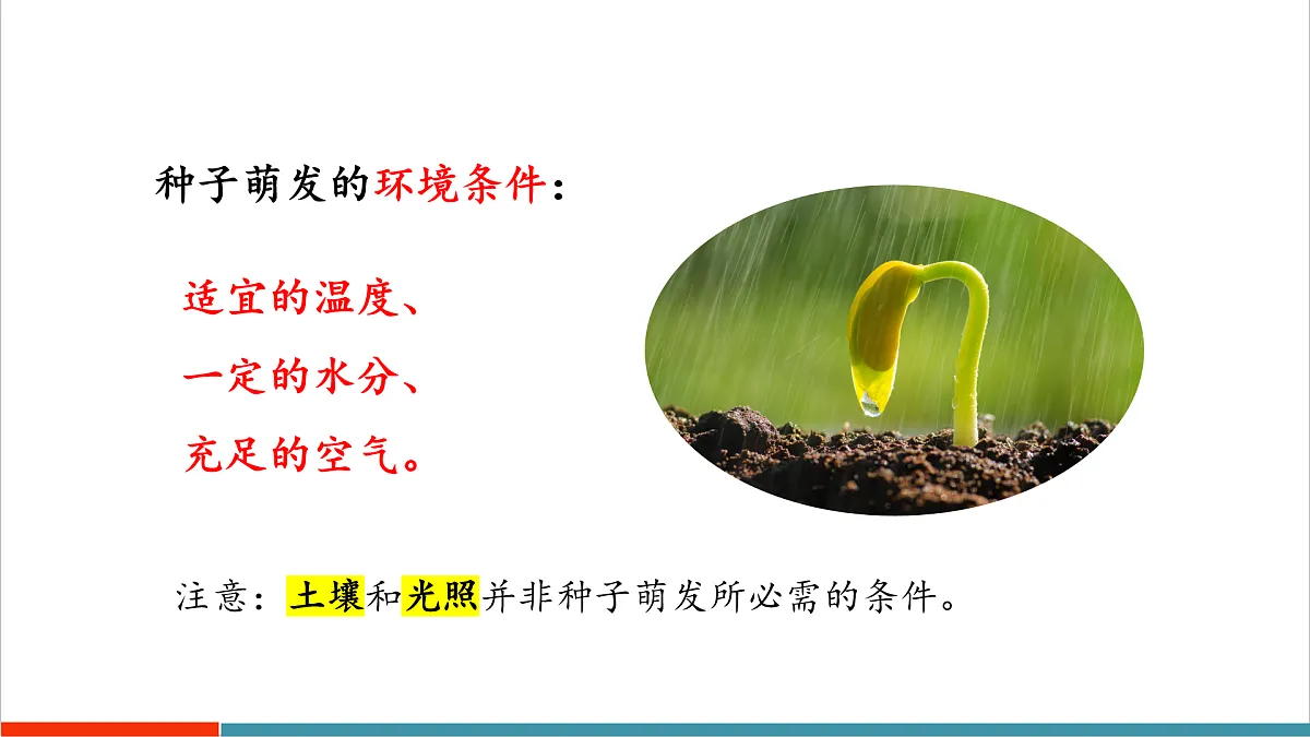 第11章 植物的生命周期(复习课件)第5页