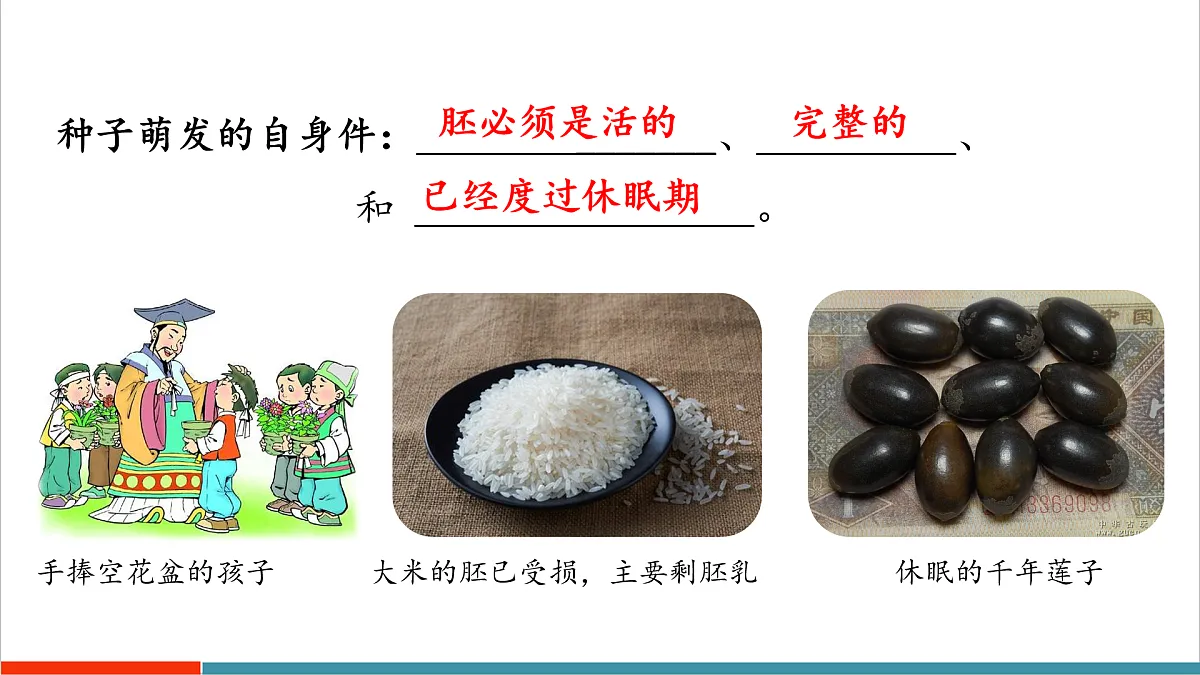 第11章 植物的生命周期(复习课件)第6页