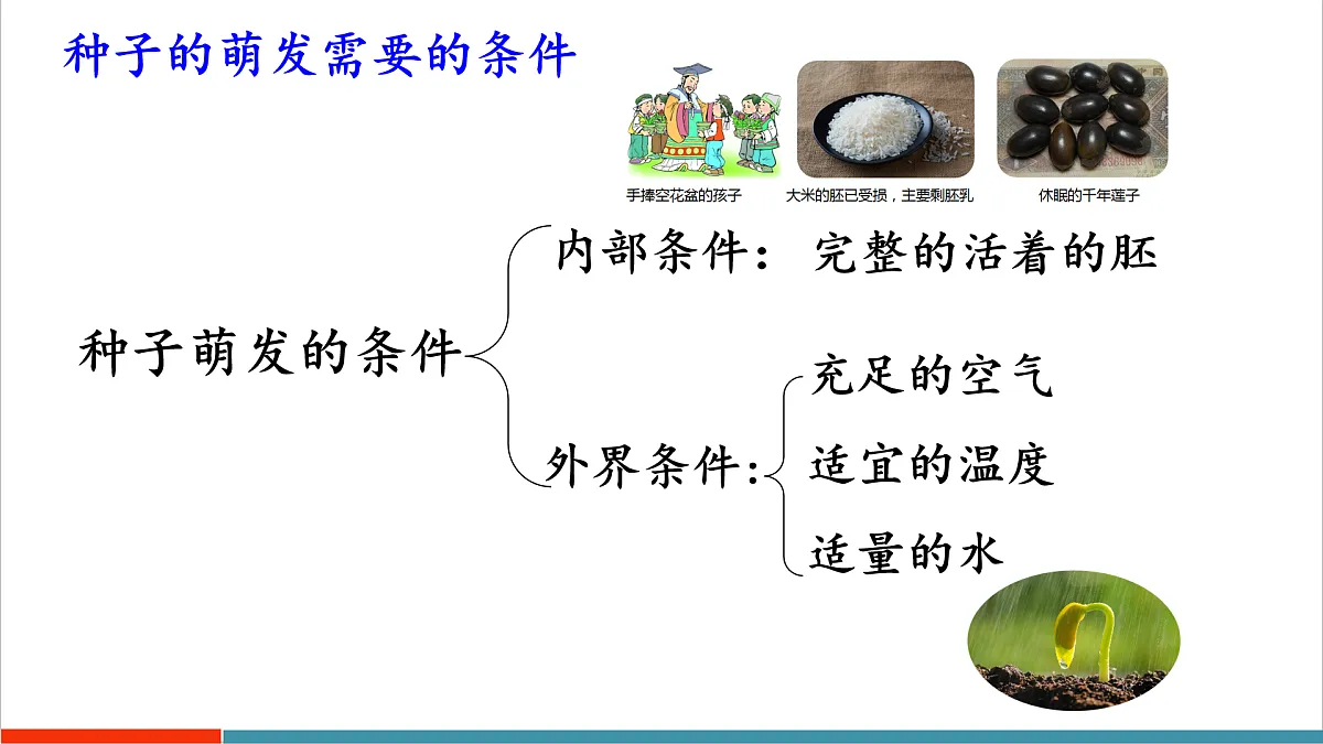 第11章 植物的生命周期(复习课件)第7页