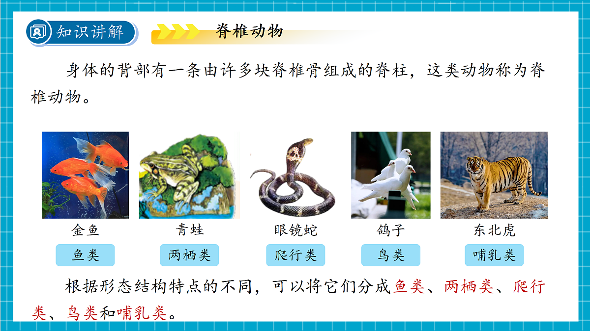 2.3 多姿多彩的动物 第2课时 课件第4页
