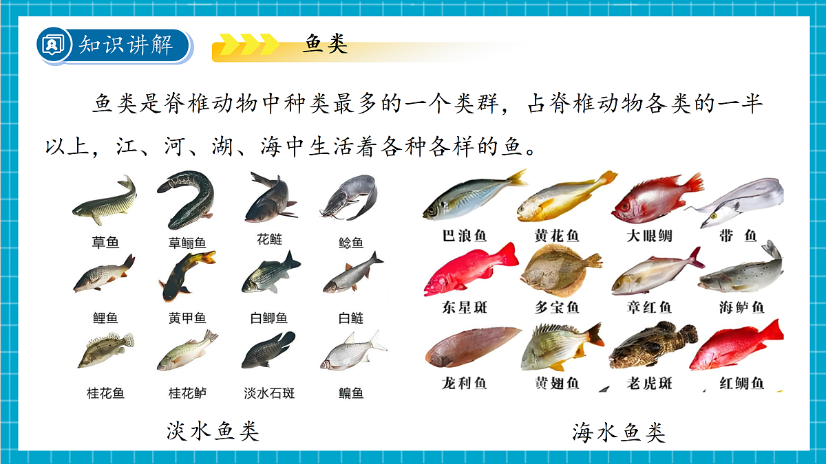 2.3 多姿多彩的动物 第2课时 课件第5页