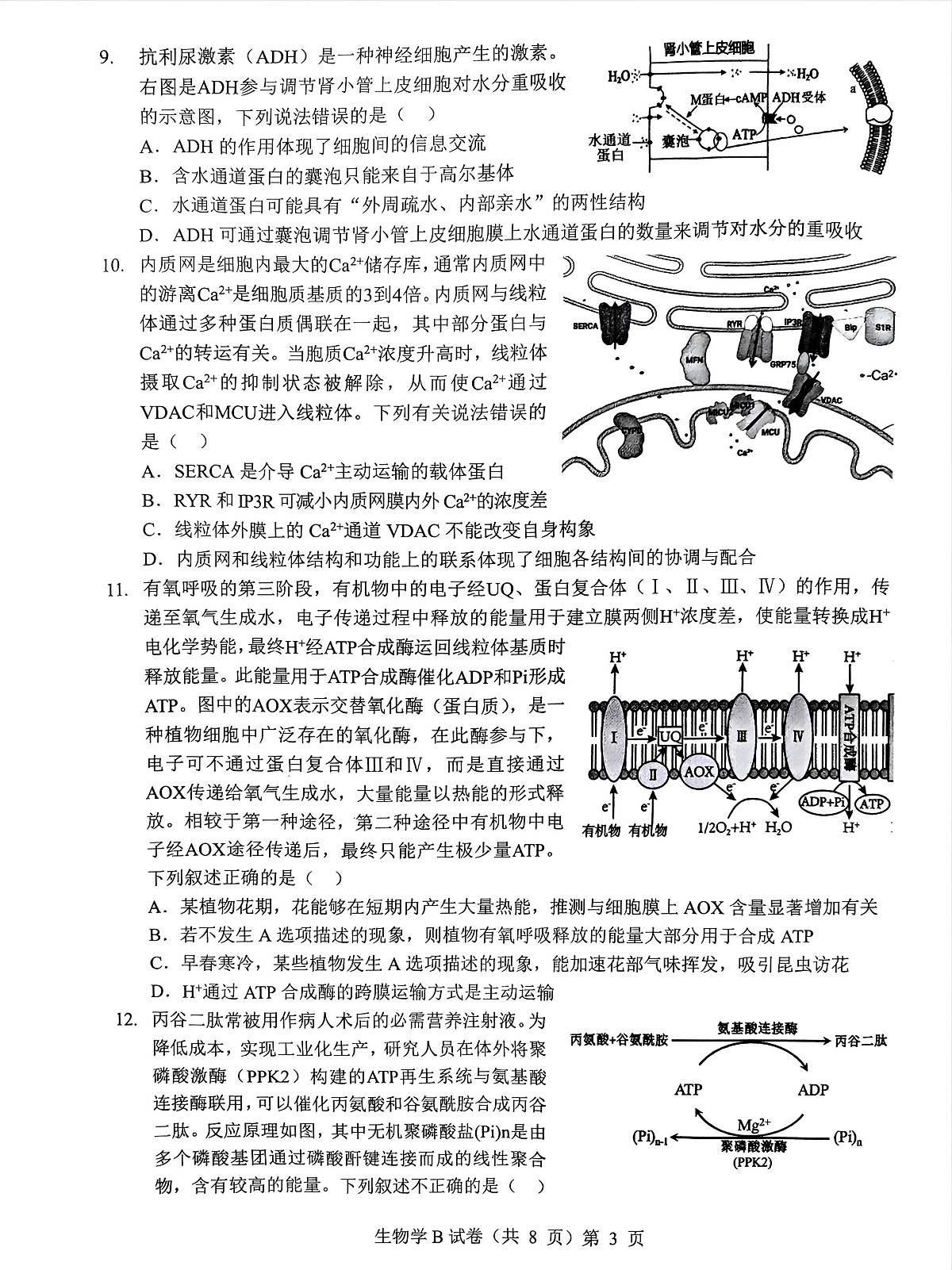 湖北省“新八校”协作体2025-2026学年度上学期高三10月月考生物第3页