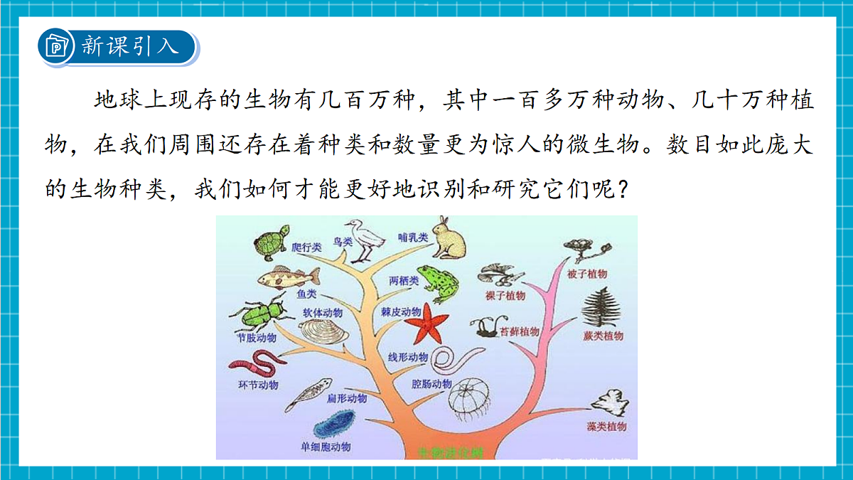 2.4 生物的分类 课件第8页