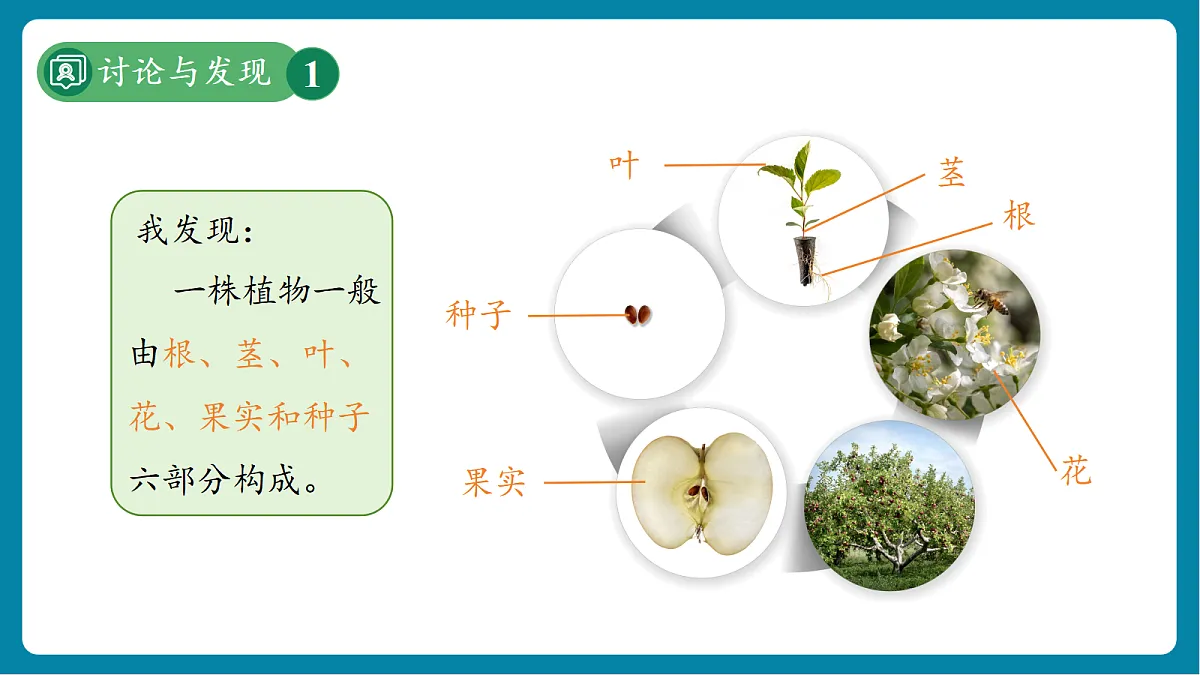 【新教材新课标】粤教粤科版科学三年级上册第1课《一株植物》教学课件+素材第8页