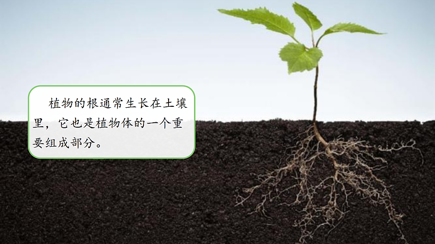 【新教材新課標(biāo)】粵教粵科版科學(xué)三年級上冊第3課《植物的根》教學(xué)課件+素材第2頁