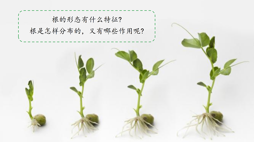 【新教材新課標(biāo)】粵教粵科版科學(xué)三年級上冊第3課《植物的根》教學(xué)課件+素材第3頁