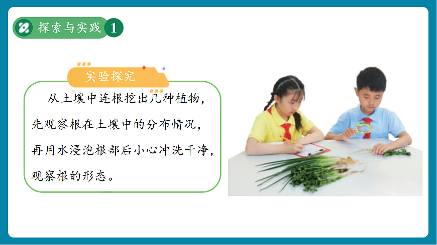 【新教材新課標(biāo)】粵教粵科版科學(xué)三年級上冊第3課《植物的根》教學(xué)課件+素材第5頁