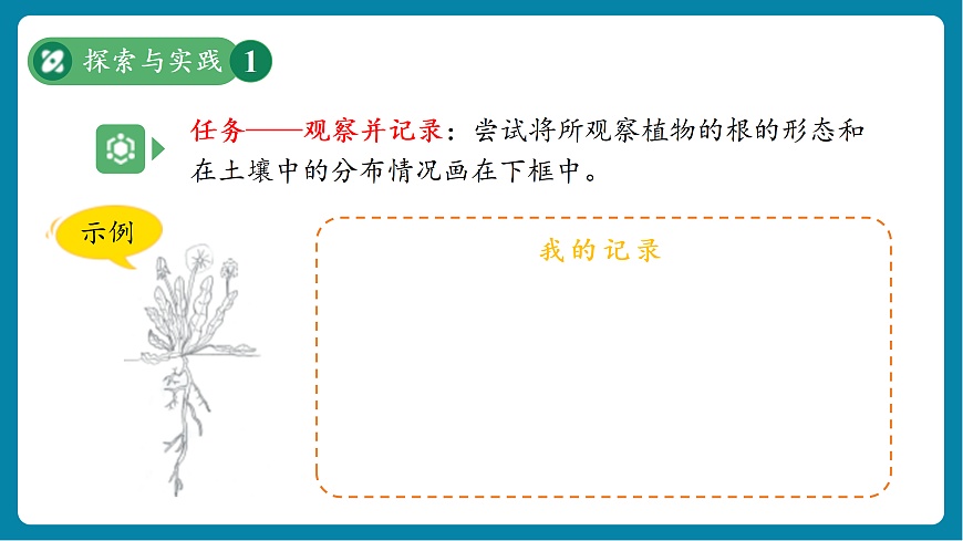 【新教材新課標(biāo)】粵教粵科版科學(xué)三年級上冊第3課《植物的根》教學(xué)課件+素材第6頁