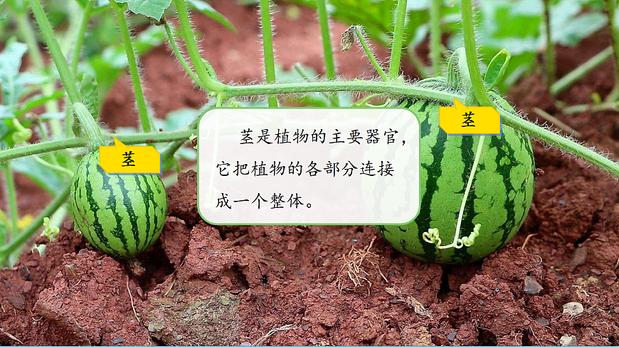 【新教材新課標(biāo)】粵教粵科版科學(xué)三年級(jí)上冊(cè)第4課《植物的莖》教學(xué)課件+素材第4頁(yè)