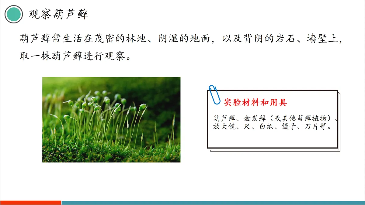 7.2 苔藓植物和蕨类植物(课件)第6页
