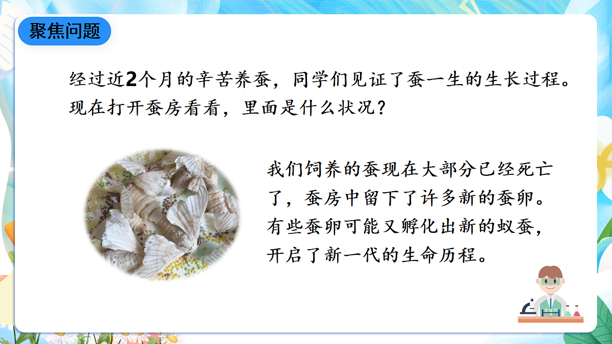 人教鄂教版科学四下2.8《蚕的一生》课件第3页
