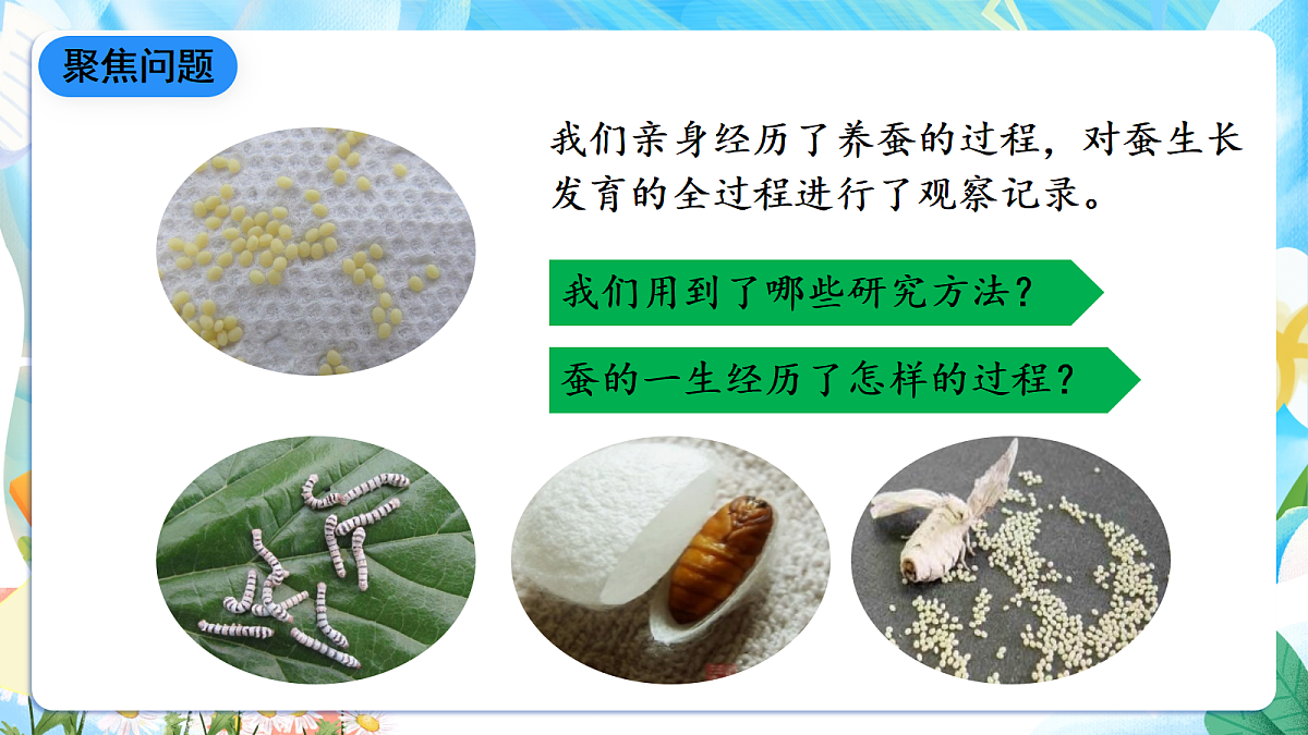 人教鄂教版科学四下2.8《蚕的一生》课件第4页