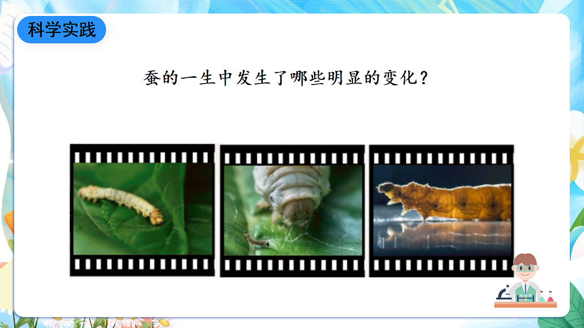 人教鄂教版科学四下2.8《蚕的一生》课件第6页