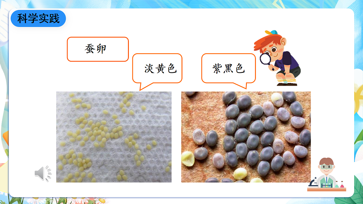 人教鄂教版科学四下2.8《蚕的一生》课件第7页