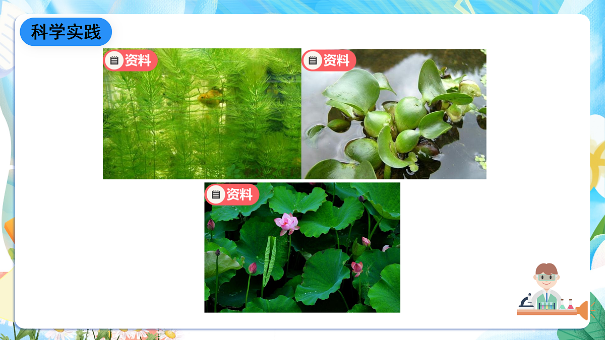 人教鄂教版科学四下3.10《不同环境中的植物》课件第6页