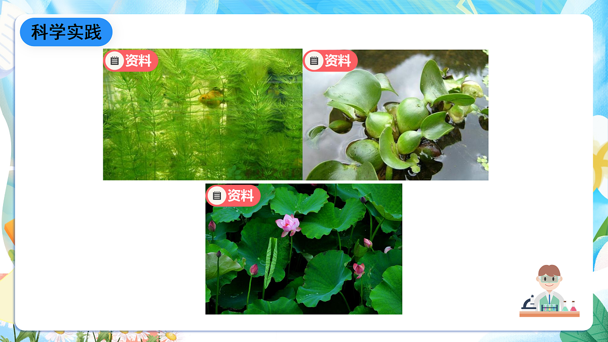 人教鄂教版科学四下3.10《不同环境中的植物》课件第7页