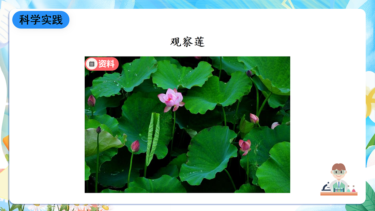 人教鄂教版科学四下3.10《不同环境中的植物》课件第8页