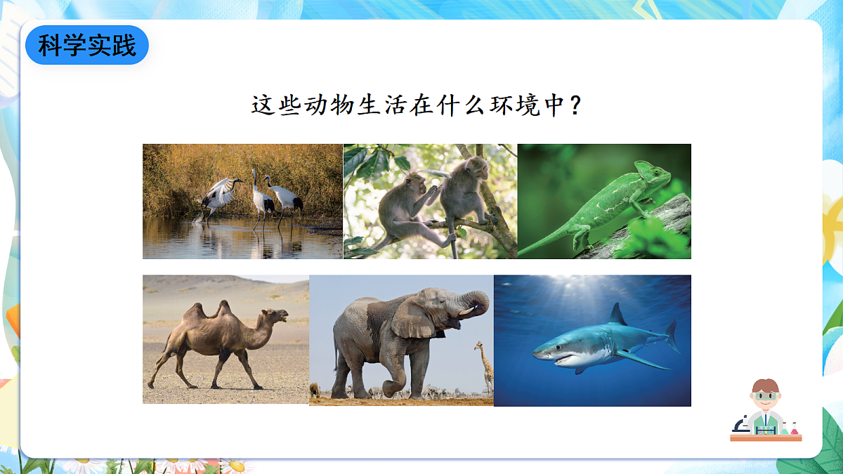 人教鄂教版科学四下3.11《不同环境中的动物》课件第6页