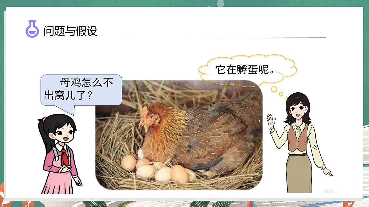 3.1 孵化小鸡(教学课件)科学大象版三年级上册(新教材)第5页