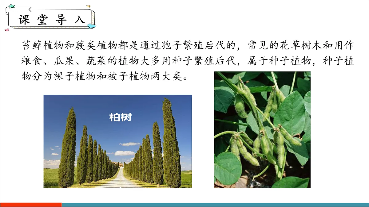 7.3 种子植物(课件)第4页