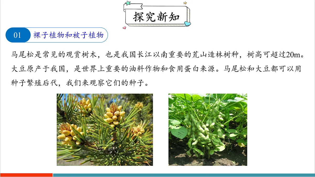 7.3 种子植物(课件)第5页
