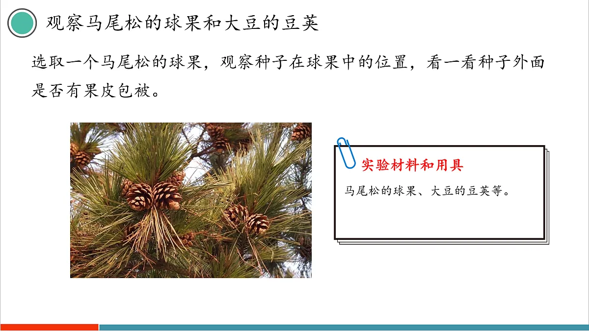7.3 种子植物(课件)第6页
