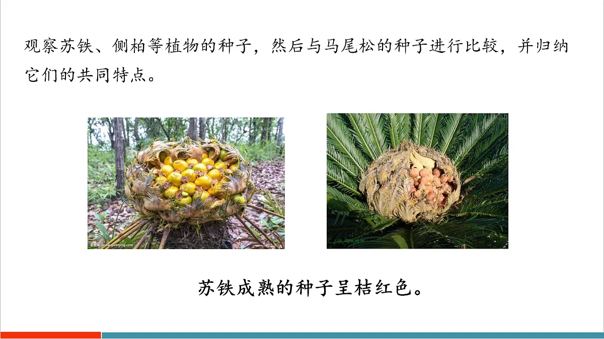 7.3 种子植物(课件)第7页
