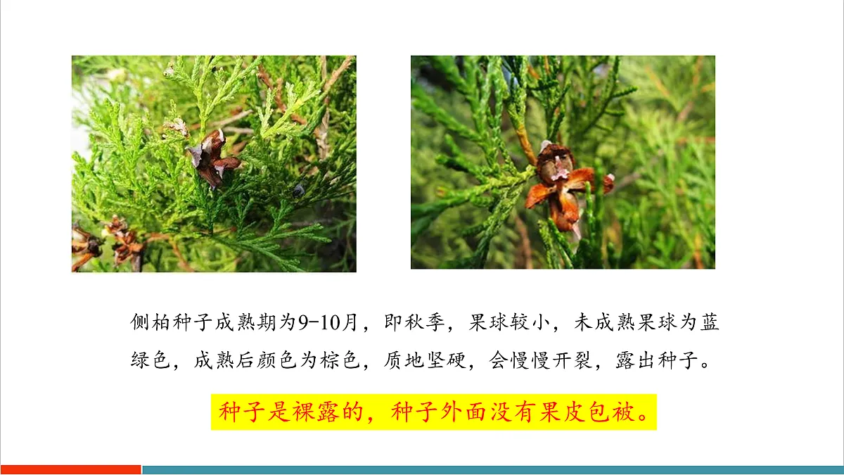 7.3 种子植物(课件)第8页