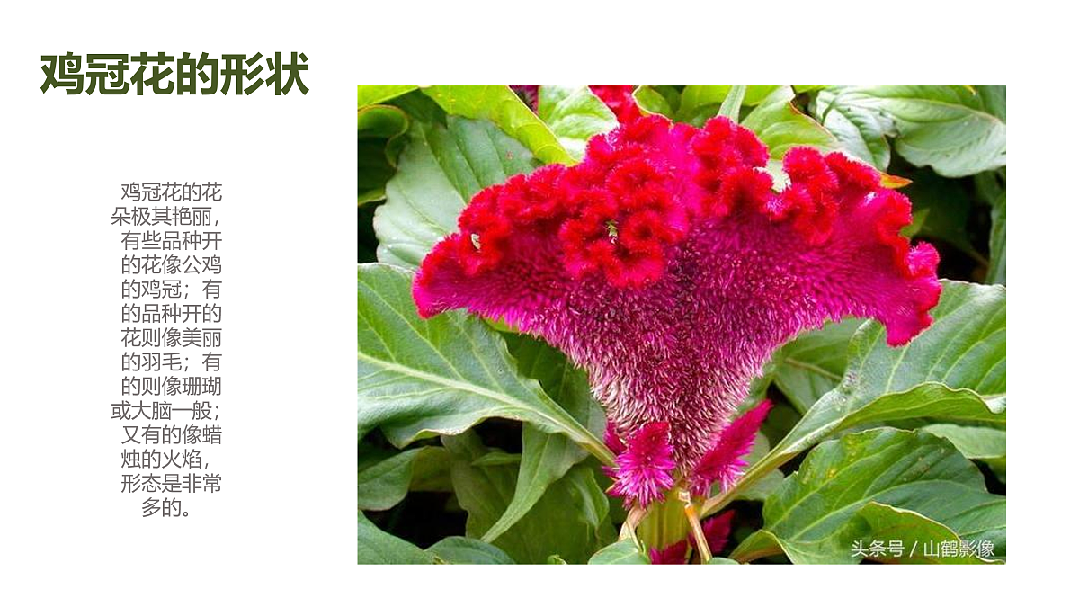 17494012第5页