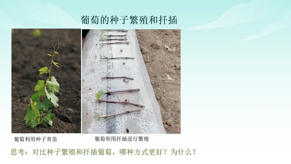 17494606第4页