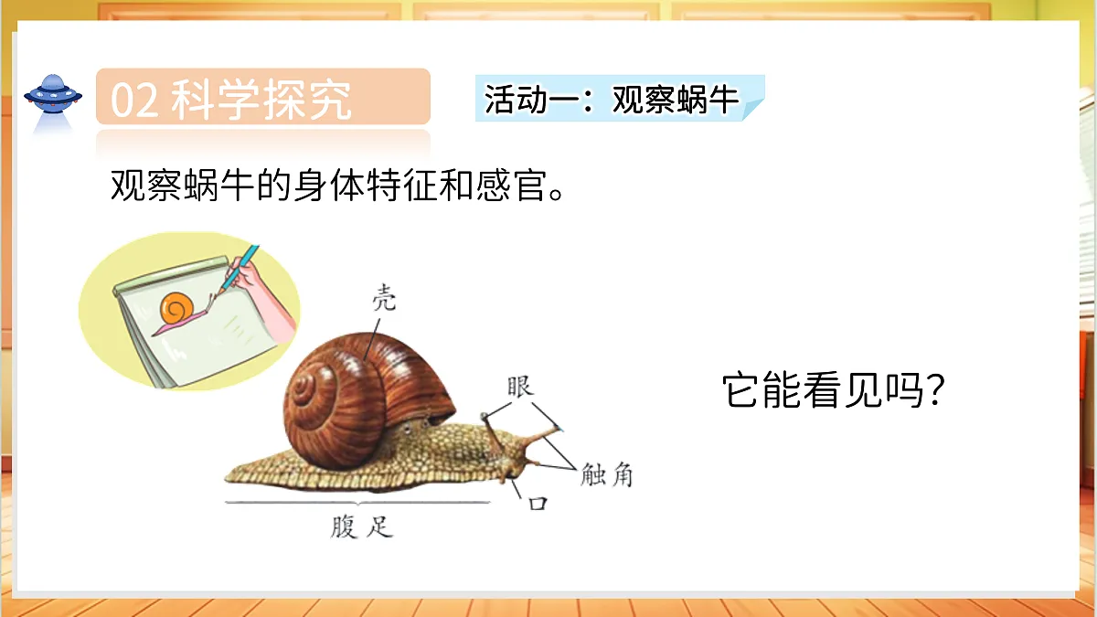 1.3 观察蜗牛的反应(教学课件)科学湘科版二年级上册(新教材)第6页