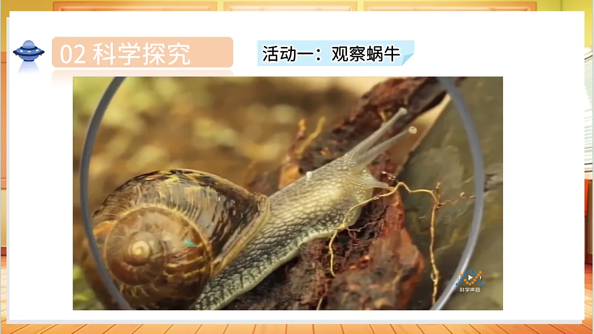 1.3 观察蜗牛的反应(教学课件)科学湘科版二年级上册(新教材)第8页