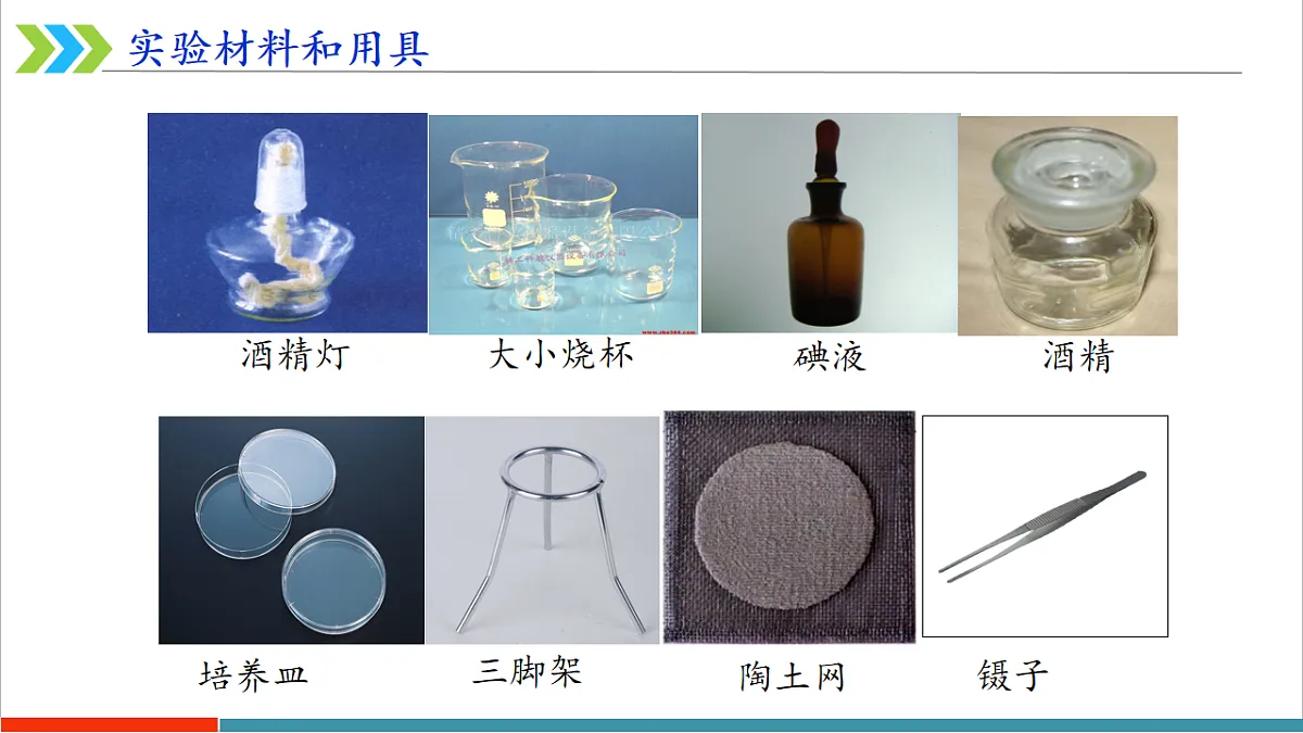 12.1 植物是生物圈中的生产者第6页