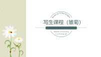 学前教育《雏菊写生B段》课件