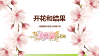初中生物人教版（2024）七年级下册（2024）开花和结果教学演示ppt课件