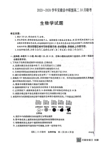 安徽省县中联盟2023-2024学年高二上学期10月联考 生物试卷
