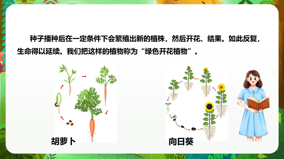 教科版(2017)科学四下1.1《种子里孕育着新生命》课时课件第6页
